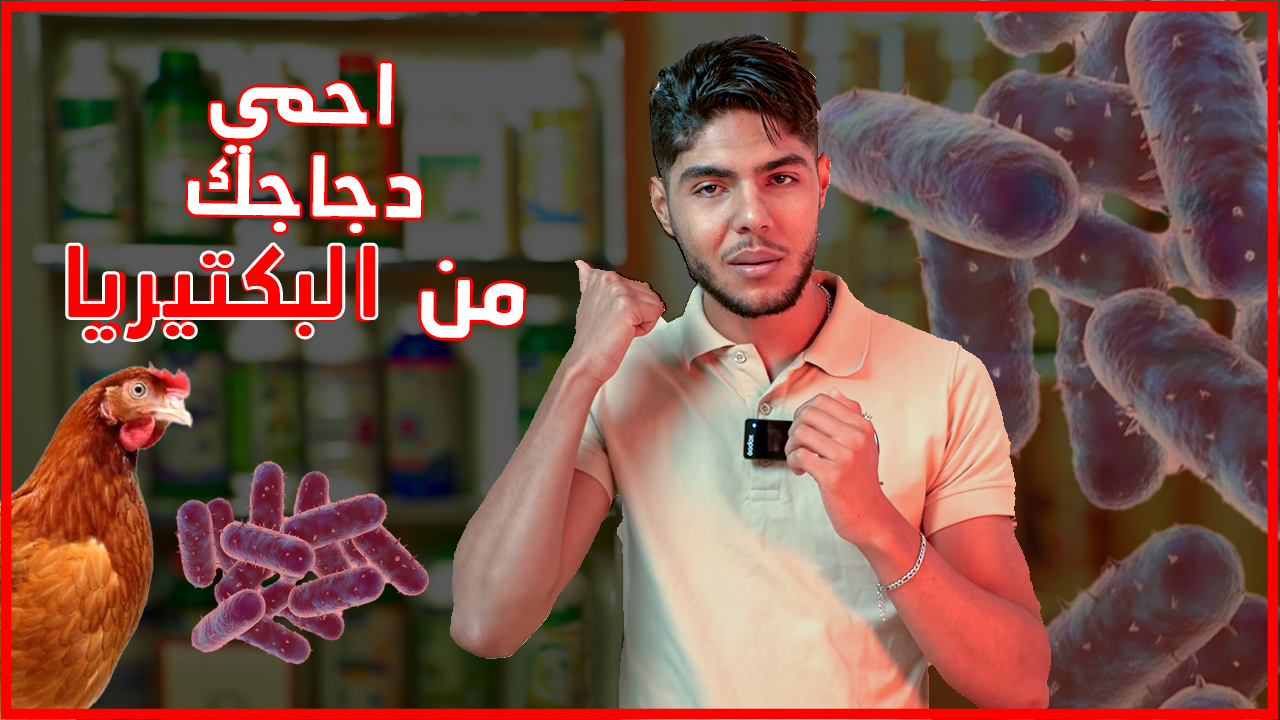 متابعة قطيع 3000 دجاجة رود آيلند (من منطقة رأس الجبل)